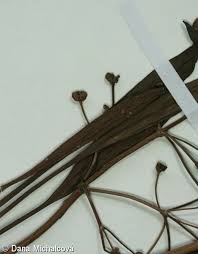 Attēlu rezultāti vaicājumam “Alisma gramineum flower”