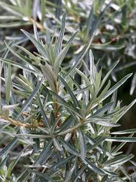 Attēlu rezultāti vaicājumam “Hippophae rhamnoides leaf”