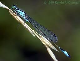 Attēlu rezultāti vaicājumam “Ischnura elegans”