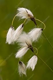 Attēlu rezultāti vaicājumam “Eriophorum latifolium”