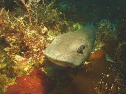 Image result for Scyliorhinus canicula