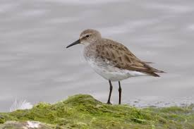 Attēlu rezultāti vaicājumam “Calidris”