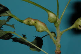 Attēlu rezultāti vaicājumam “Contarinia petioli”