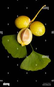 Attēlu rezultāti vaicājumam “Ginkgo biloba fruit”