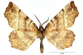 Attēlu rezultāti vaicājumam “Selenia dentaria imago”