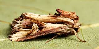 Attēlu rezultāti vaicājumam “Actinotia polyodon”