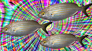 Image result for Sarpa salpa