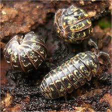 Attēlu rezultāti vaicājumam “Armadillidium pulchellum”