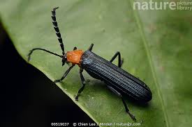 Attēlu rezultāti vaicājumam “Lycidae”