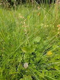 Attēlu rezultāti vaicājumam “Listera ovata leaf”