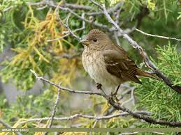 Attēlu rezultāti vaicājumam “Carpodacus erythrinus adult”