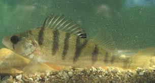 Image result for Perca flavescens