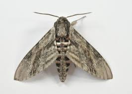 Attēlu rezultāti vaicājumam “Agrius convolvuli”