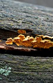 Attēlu rezultāti vaicājumam “Pseudomerulius aureus”