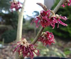 Attēlu rezultāti vaicājumam “Hamamelis vernalis”