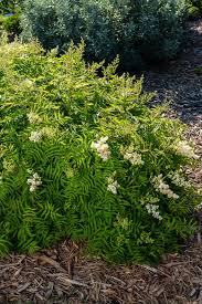 Attēlu rezultāti vaicājumam “Sorbaria sorbifolia flower”