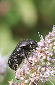 Attēlu rezultāti vaicājumam “Oxythyrea funesta”