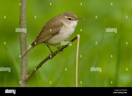 Attēlu rezultāti vaicājumam “Acrocephalus dumetorum”