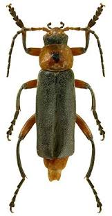 Attēlu rezultāti vaicājumam “Cantharis fusca”