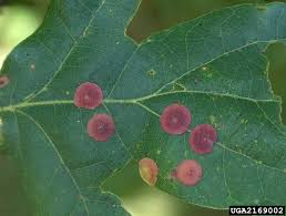 Attēlu rezultāti vaicājumam “Neuroterus quercusbaccarum”