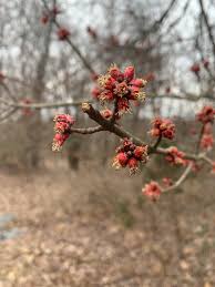 Attēlu rezultāti vaicājumam “Acer saccharinum flower”