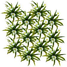 Attēlu rezultāti vaicājumam “Stratiotes aloides flower”