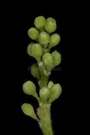 Attēlu rezultāti vaicājumam “Maianthemum bifolium bud”