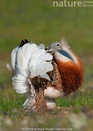 Image result for Otis tarda