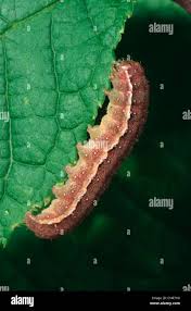 Attēlu rezultāti vaicājumam “Agrochola litura”