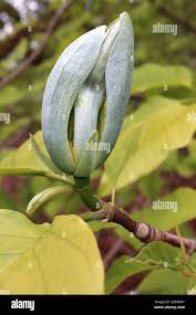 Attēlu rezultāti vaicājumam “Magnolia acuminata bud”