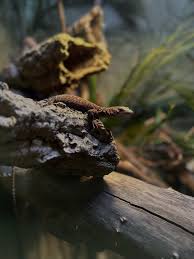 Attēlu rezultāti vaicājumam “Reptilia”