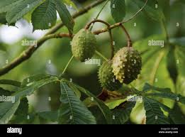 Attēlu rezultāti vaicājumam “Aesculus x hybrida fruit”
