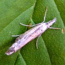 Attēlu rezultāti vaicājumam “Crambus silvella”