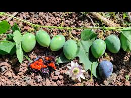 Attēlu rezultāti vaicājumam “Campanula patula fruit”