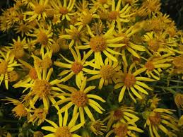 Attēlu rezultāti vaicājumam “Jacobaea paludosa”