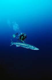 Image result for Dive Barracuda