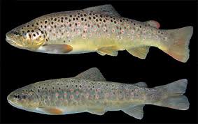 Image result for Salmo ezenami