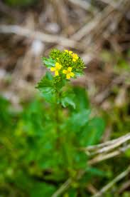 Attēlu rezultāti vaicājumam “Barbarea vulgaris subsp. arcuata flower”