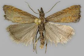 Attēlu rezultāti vaicājumam “Platytes alpinella”