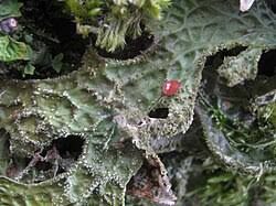 Attēlu rezultāti vaicājumam “Lobaria amplissima”