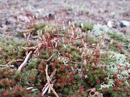 Attēlu rezultāti vaicājumam “Polytrichum piliferum”