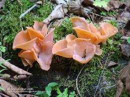 Attēlu rezultāti vaicājumam “Tremiscus helvelloides”