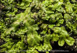 Attēlu rezultāti vaicājumam “Conocephalum”