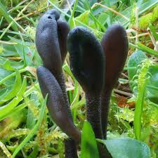 Attēlu rezultāti vaicājumam “Geoglossum sp.”