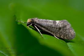 Attēlu rezultāti vaicājumam “Taleporia tubulosa”