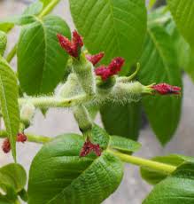 Attēlu rezultāti vaicājumam “Juglans cinerea flower”