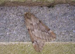 Attēlu rezultāti vaicājumam “Alsophila aescularia”