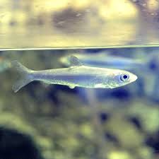 Image result for Chanos chanos