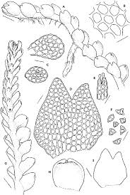 Attēlu rezultāti vaicājumam “Cladopodiella francisci”