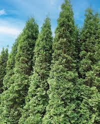 Attēlu rezultāti vaicājumam “Rabdophaga degeeri”